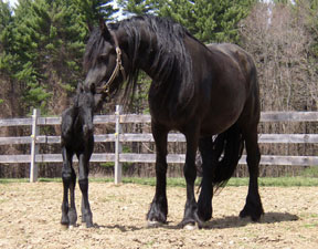 Celtic Cross Farm's Anne & Tonke